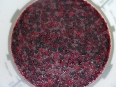 blackberries fermenting